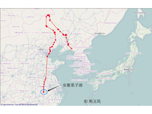 2015年12月展现鸿雁迁徙新路径