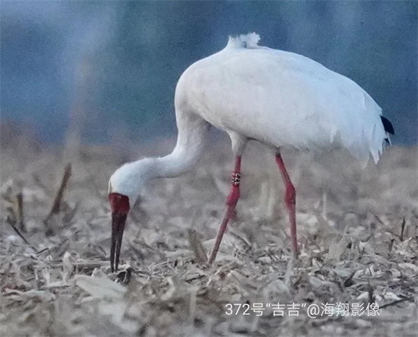 球王会,湖南野生动物追踪,湖南卫星追踪器,湖南追踪器