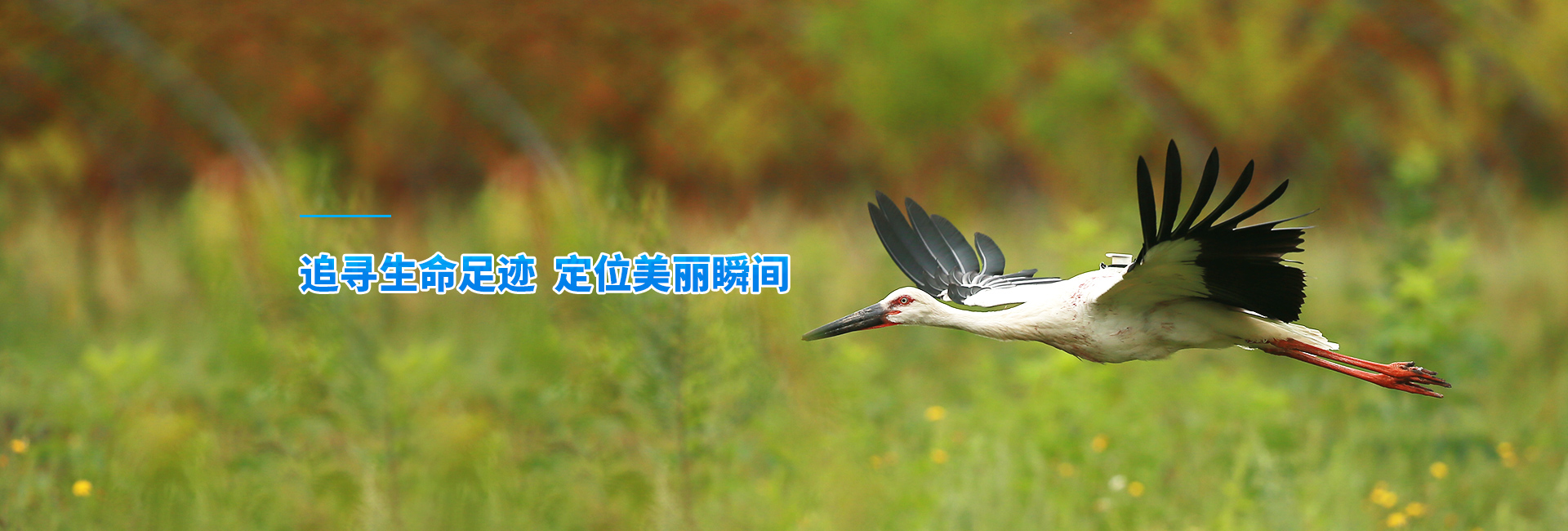 球王会_湖南野生动物追踪|湖南卫星追踪器