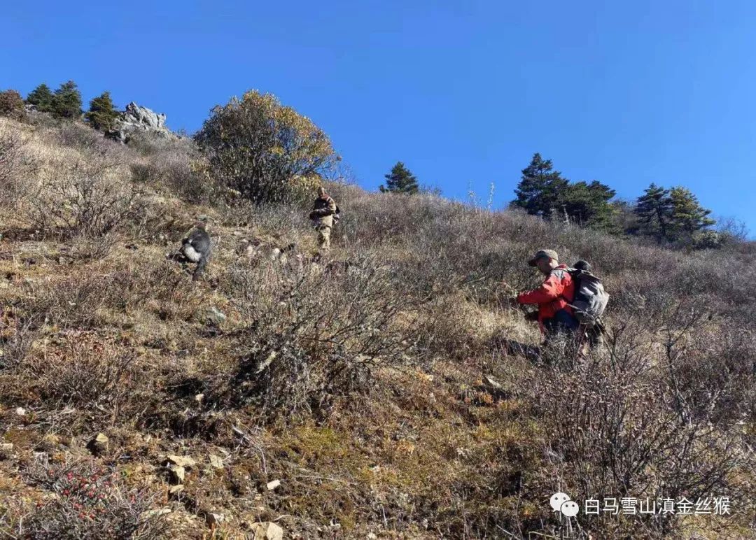 攸县兴林油茶,油茶苗,油茶果,轻基质杯苗,裸根苗,油茶苗价钱,油茶苗批发,油茶苗基地