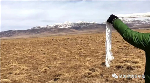 球王会,湖南野生动物追踪,湖南卫星追踪器,湖南追踪器