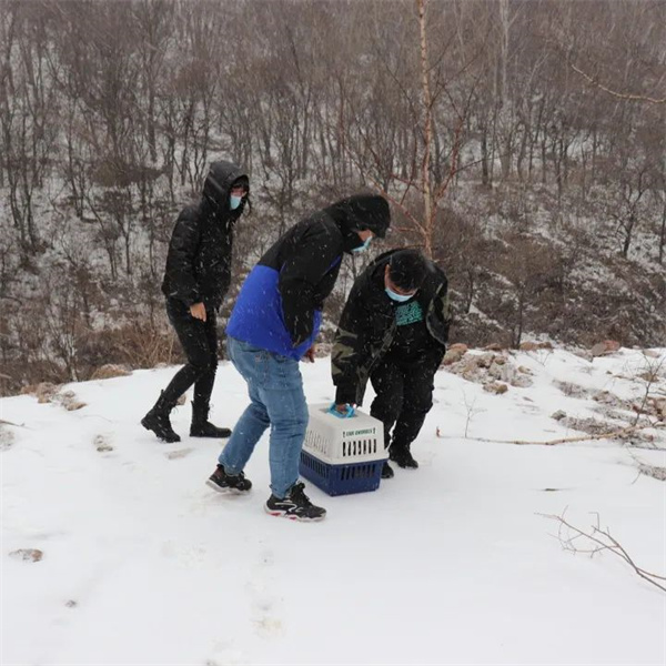 球王会,湖南野生动物追踪,湖南卫星追踪器,湖南追踪器