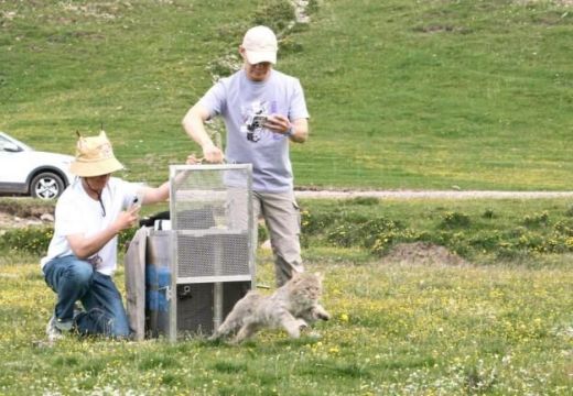 球王会,湖南野生动物追踪,湖南卫星追踪器,湖南追踪器